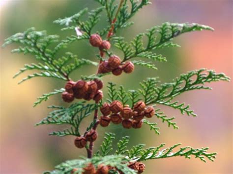 東北 植物|東北森林管理局/管内の樹木一覧（針葉樹）